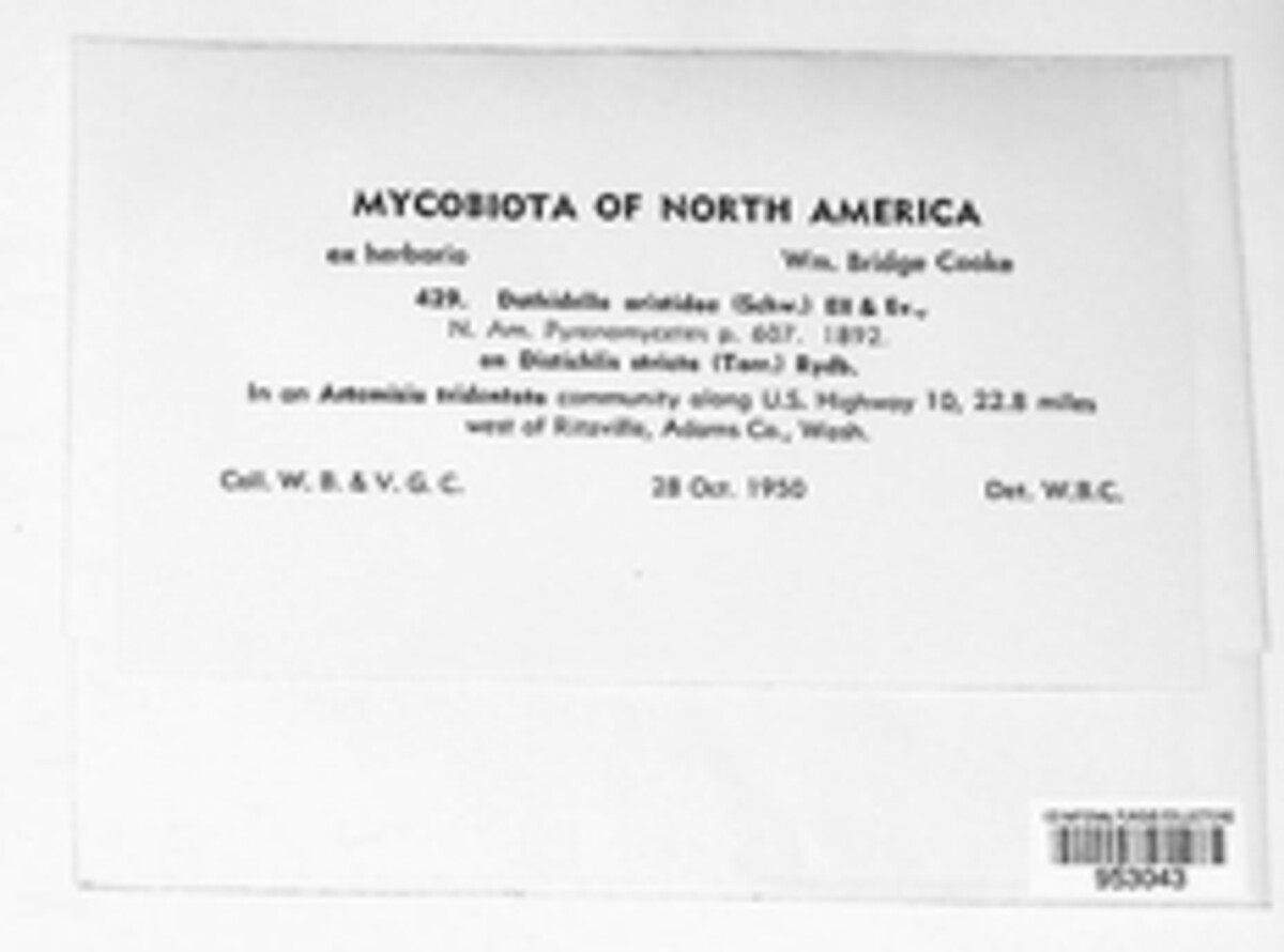 Phyllachora aristidae image